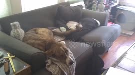 Dog annoys cat on sofa