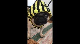 Pug has bee-utiful new costume