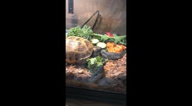 My Tortoise Tina eating lunch