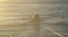 Massive Great White Shark Breaching During Sunrise! (Slow Motion)