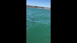 Great white shark ignores bait and gnaws on cage off South African coast