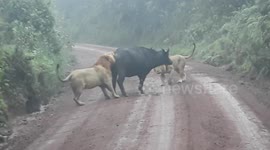 Dramatic battle between buffalo and pride of lions in Tanzania