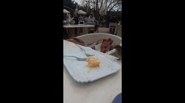 Animals: Little birds eating cake