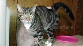 kitty massages Kitty Young Kitty Love