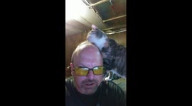 Cat cleans  head and styles her humans hair