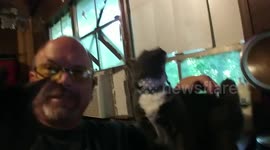 Cats Lick button
