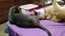 Feisty dog knocks cat off the bed in play fight