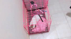 福建厦门  戏精附体的小奶狗