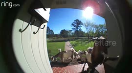 Goats at the front door!