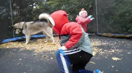 My Alaskan Malamute  Discovers the Trampoline for the first time