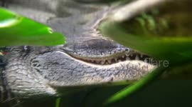 Close Encounter With A Dinosaur Sized Alligator