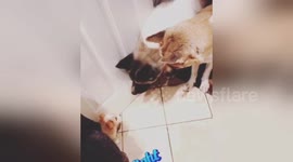 Tiny pup scares full-grown Akita dog