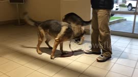 These two dogs are fascinated by their own shadow