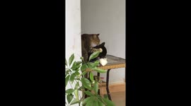Cat caught massaging his partner