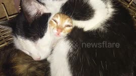 Charming kitten pulls funny face while napping