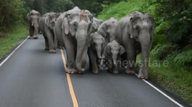 Rare footage shows herd of 25 wild elephants walking along mountain road in Thailand
