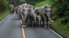 Newsflare Edit - Rare footage shows herd of 25 wild elephants walking along mountain road in Thailand