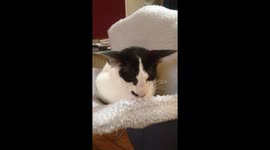 Daisy the cat sings 'give me your answer do'