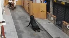 Heart-wrenching moment bull drags itself after breaking its back legs