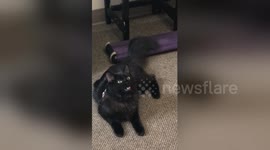 This cat is shocked to learn she is adopted