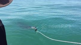 12ft Great White charges camera man