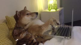 Netflix, friends and ignore peoples