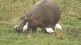 Feeding hippo finds himself surrounded by an amazing gathering of birds