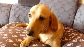 My dog copying me sneezing