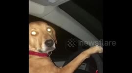 'Dad' the dog won't buy 'son' an ice cream