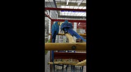 Blue Parrots