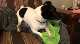 Cute dog confused by fake squeaker