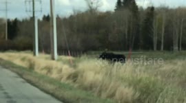 Moose sighting excites 7 year old