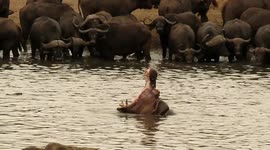 Dominant bull hippo shows teeth to herd of buffalo