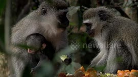 Cute Monkey Family Enjoys Fruity Dinner.