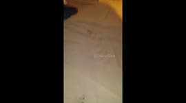 cat with treat
