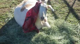 Goat Steals Mask Off of Unsuspecting Mule