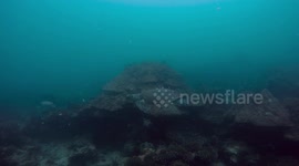 Turtle at Koh Sak West Pattaya Thailand