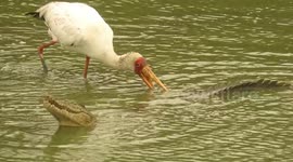 Rare sight of crocodile and bird sharing lunch