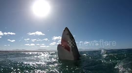 Huge White Shark Lunges at Bait In SlowMotion