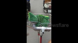 Pet cat in Halloween costume rides in bicycle basket