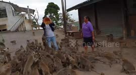 Tourist overwhelmed as dozens of hungry monkeys swarm around him
