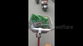Pet cat in Halloween costume rides in bicycle basket