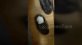 西藏拉萨  喜欢在拖鞋里睡觉的小猫咪