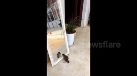 Confused woodpecker fights with own reflection in mirror