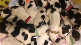 Village help save a litter of 14 orphaned puppies