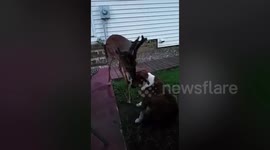 Adorable baby deer becomes best pals with a dog