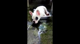 French Bulldog relax with a drink tray