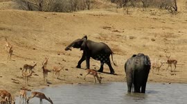 Male elephant tries to scare away a herd of antelope from his watering hole