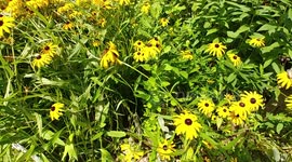Bees feeding on flowers
