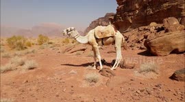 Walking among camels in the desert